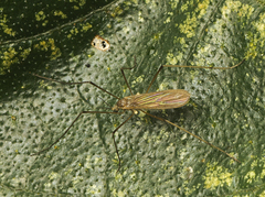 Chioneinae