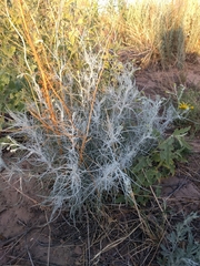 Senecio flaccidus flaccidus