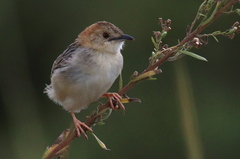 Cisticola robustus