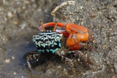 Paraleptuca splendida