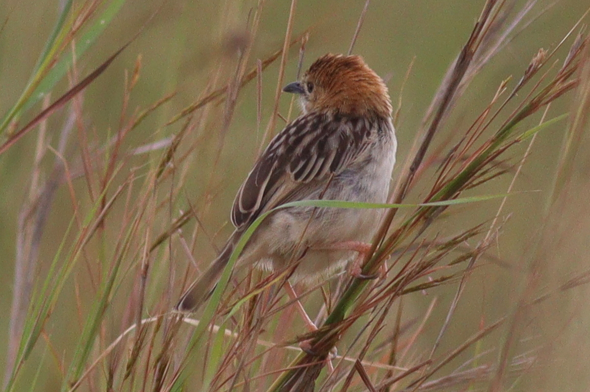 Stout Cisticola illustration