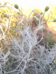 Senecio flaccidus flaccidus