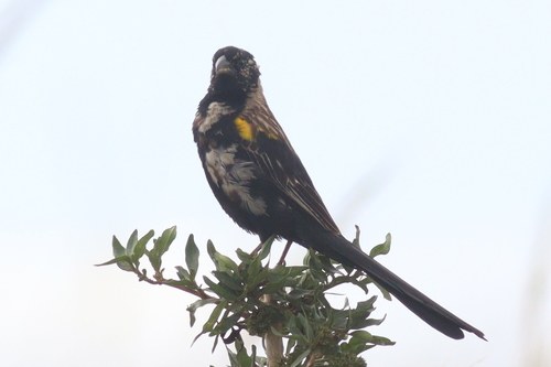 Yellow-mantled Widowbird (Euplectes macroura), photo 10