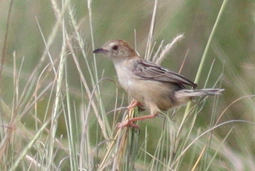 Stout Cisticola (Cisticola robustus), photo 7