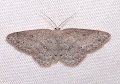 Cyclophora pendulinaria