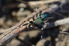 Siler cupreus