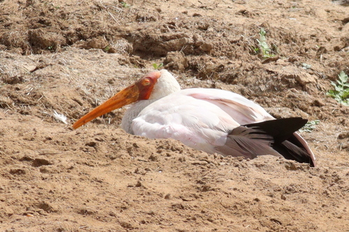 Yellow-billed Stork