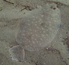 Pseudorhombus arsius