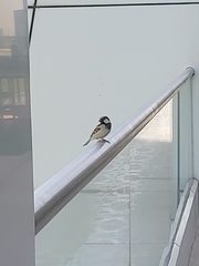 Passer domesticus
