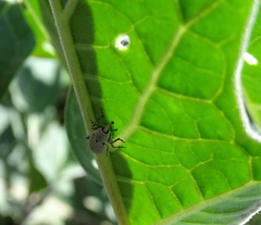 Trichobaris compacta