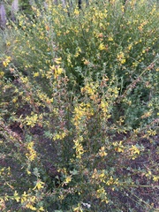 Acmispon glaber glaber