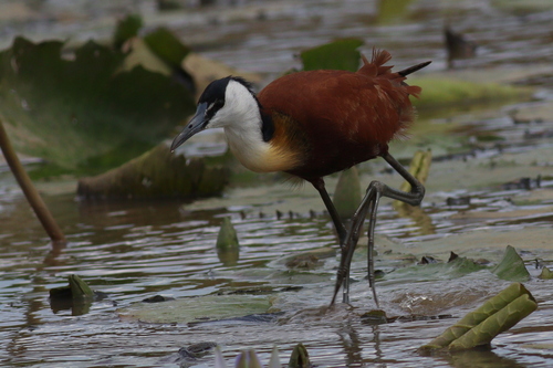African Jacana