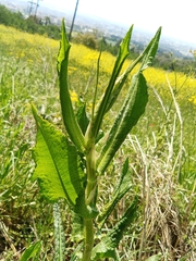 Rumex