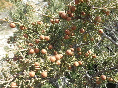 Juniperus phoenicea