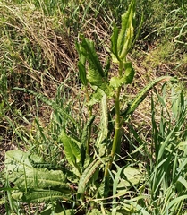 Rumex