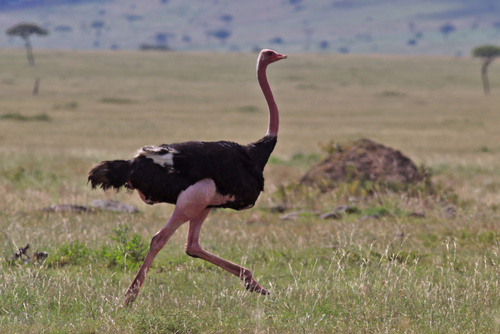 Common Ostrich