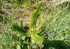 Rumex