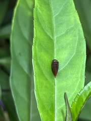 Eoscarta