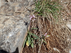 Valeriana tuberosa