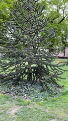 Araucaria araucana