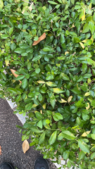 Murraya paniculata