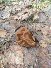 Gyromitra gigas