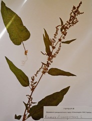 Rumex sanguineus