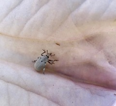 Trichobaris compacta