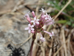 Valeriana tuberosa