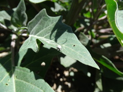 Trichobaris compacta