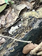Favolaschia manipularis