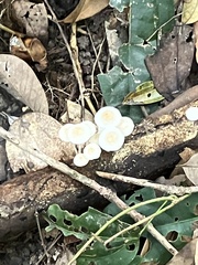 Favolaschia manipularis