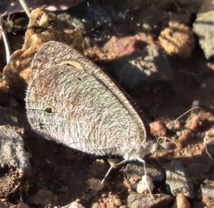 Ypthima impura paupera