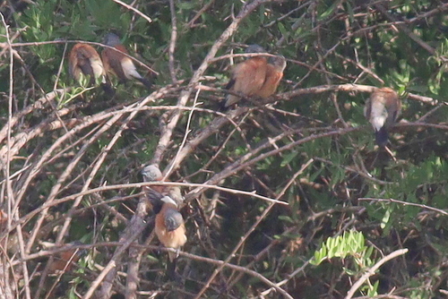 Grey-headed Silverbill (Spermestes griseicapilla), photo 3