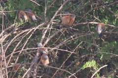 Spermestes griseicapilla