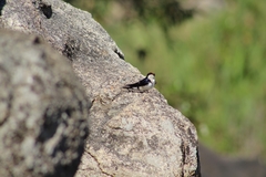 Hirundo smithii smithii
