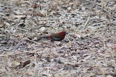 Hypargos niveoguttatus