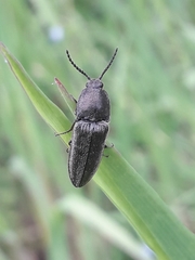 Cidnopus