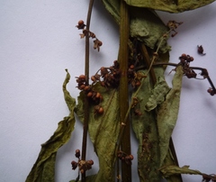 Rumex sanguineus