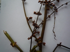Rumex sanguineus