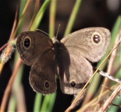 Ypthima impura paupera