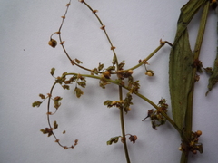 Rumex sanguineus