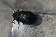Heterotarsus carinula