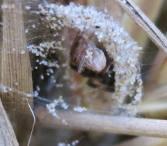Paradorydium