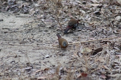 Hypargos niveoguttatus