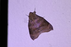 Bastilla hamatilis