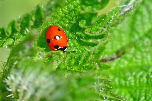 5-spotted Lady Beetle, Eschmarke, Enschede, Nederland, photo 10 of 10