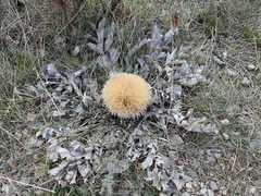 Carlina acanthifolia