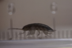 Porcellio scaber