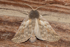Declana griseata